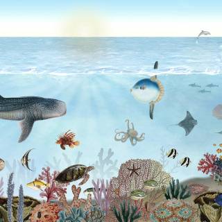 Underwater creatures wallpaper