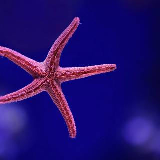 Underwater creatures wallpaper