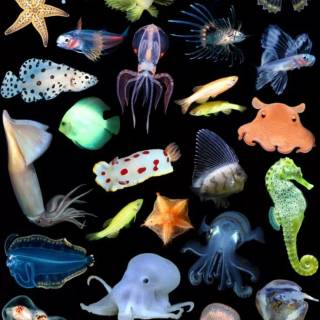 Underwater creatures wallpaper