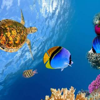 Underwater creatures wallpaper