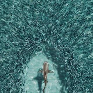 Underwater creatures wallpaper