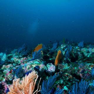 Underwater creatures wallpaper