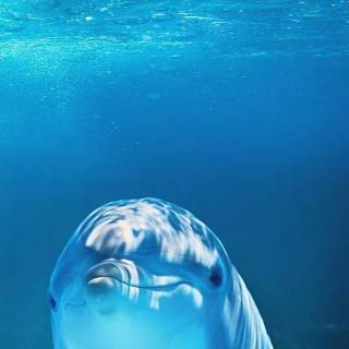 Underwater creatures wallpaper