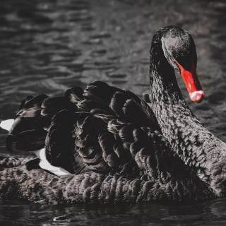 Black lake wallpaper