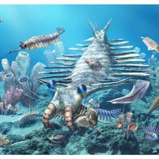 Cambrian wallpaper