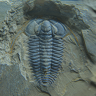 Cambrian wallpaper