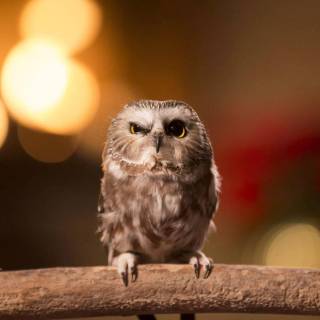 Baby owl wallpaper