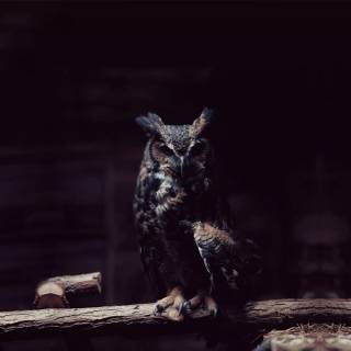 Owl dark wallpaper