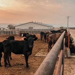 Cattle ranch wallpaper