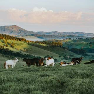 Cattle ranch wallpaper