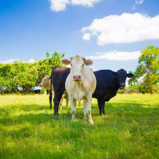 Cattle ranch wallpaper