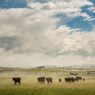 Cattle ranch wallpaper
