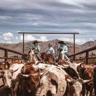 Cattle ranch wallpaper