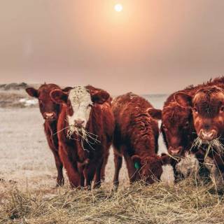 Cattle ranch wallpaper