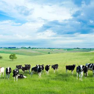 Cattle ranch wallpaper