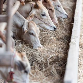 Cattle ranch wallpaper