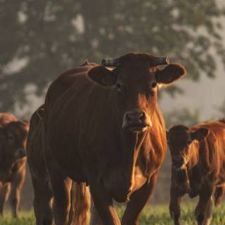 Cattle ranch wallpaper