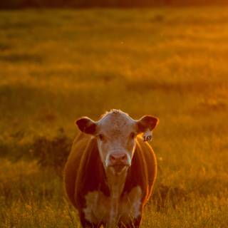 Cattle ranch wallpaper