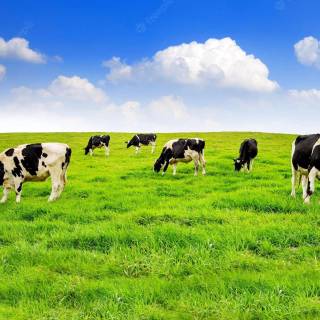 Cattle ranch wallpaper
