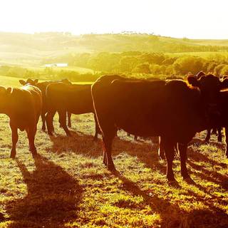 Cattle ranch wallpaper