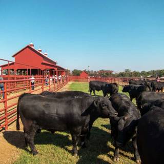 Cattle ranch wallpaper