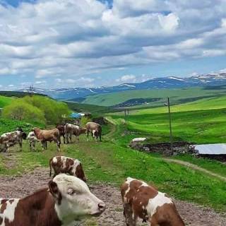 Cattle ranch wallpaper