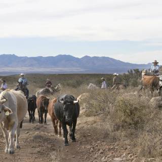 Cattle ranch wallpaper