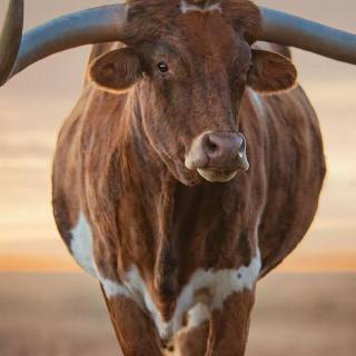 Cattle ranch wallpaper