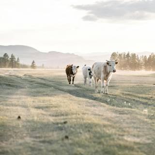 Cattle ranch wallpaper