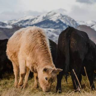 Cattle ranch wallpaper