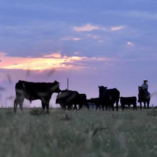 Cattle ranch wallpaper