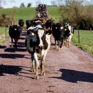 Cattle ranch wallpaper