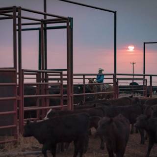 Cattle ranch wallpaper