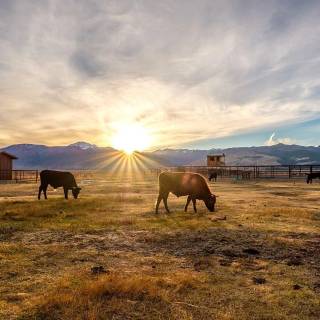 Cattle ranch wallpaper