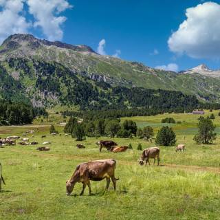 Cattle ranch wallpaper