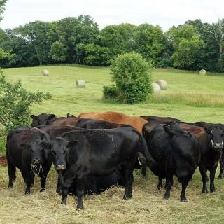 Cattle ranch wallpaper