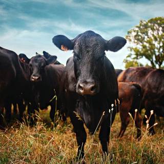 Cattle ranch wallpaper