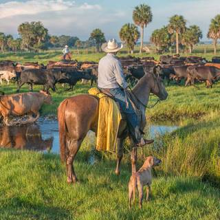 Cattle ranch wallpaper