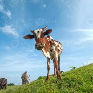 Cattle ranch wallpaper