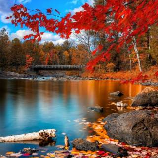 Forest portrait wallpaper