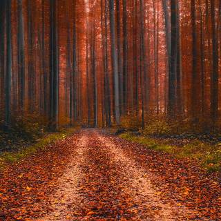 Autumn nature vertical wallpaper