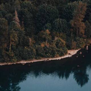 iPhone XR jungle wallpaper