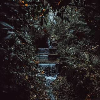 iPhone XR jungle wallpaper