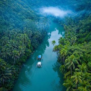 iPhone XR jungle wallpaper