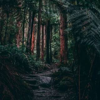 iPhone XR jungle wallpaper