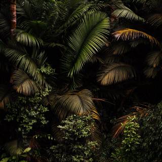 iPhone XR jungle wallpaper