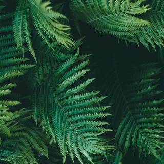 iPhone XR jungle wallpaper