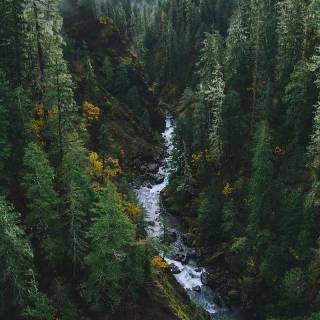 Aesthetic jungle iPhone wallpaper