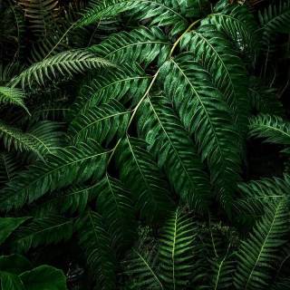 iPhone XR jungle wallpaper