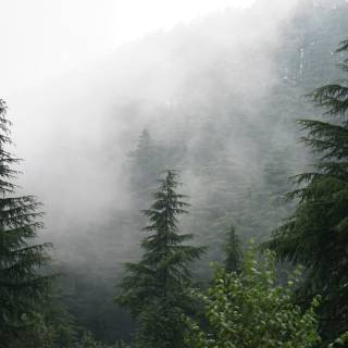 Foggy forest iPhone wallpaper